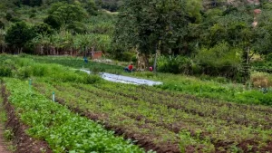 Northeast dialogues with China about swapping animals for machines in the fields